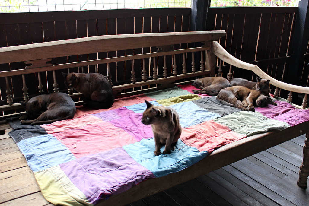 Cat Village am Inle See