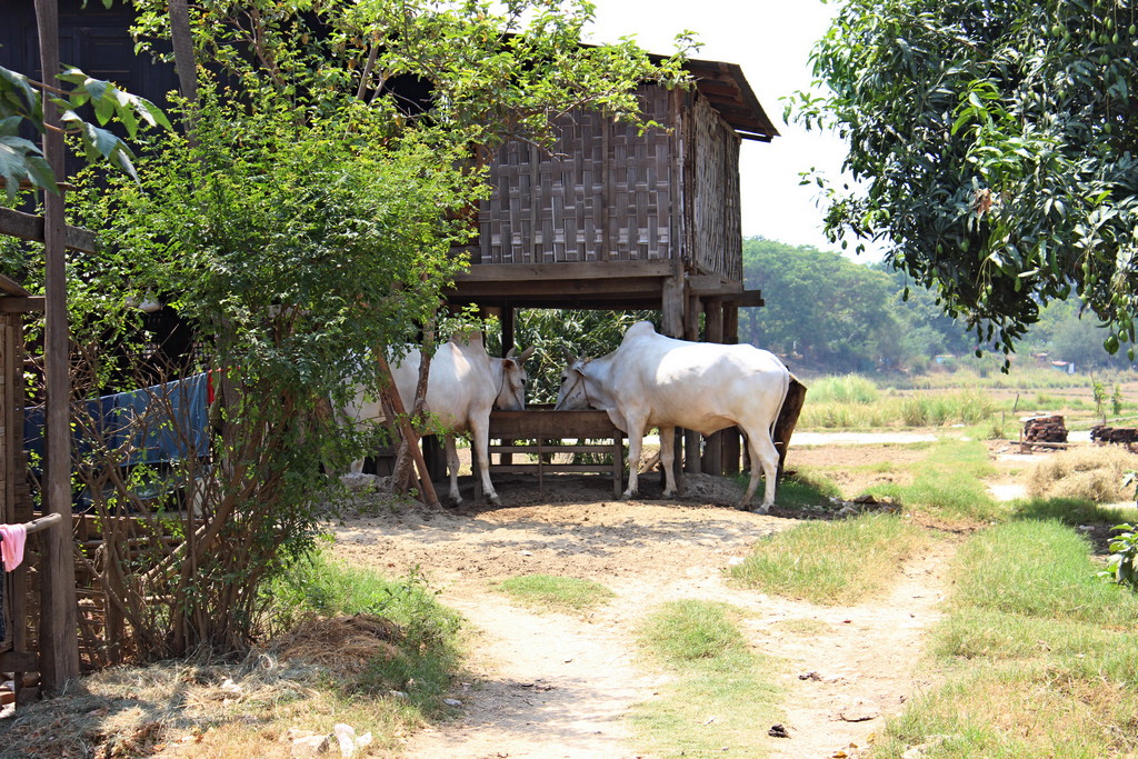 Shan Lay Kyun Village