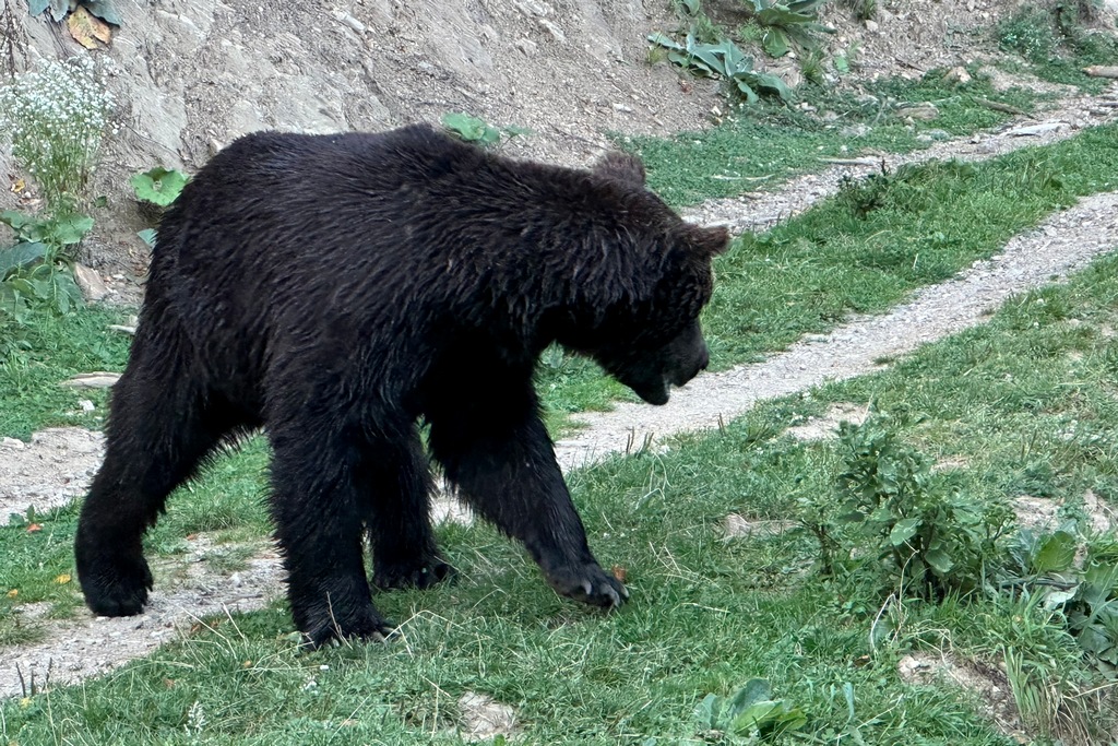 Bär im Bärenschutzzentrum in Bran