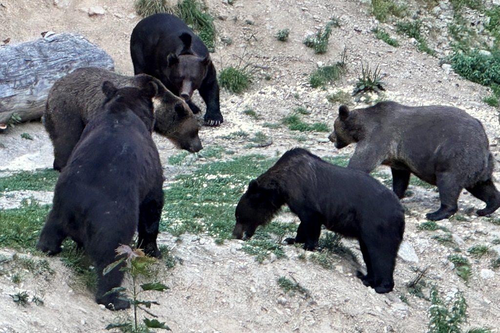 Bären im Schutzzentrum von Bran