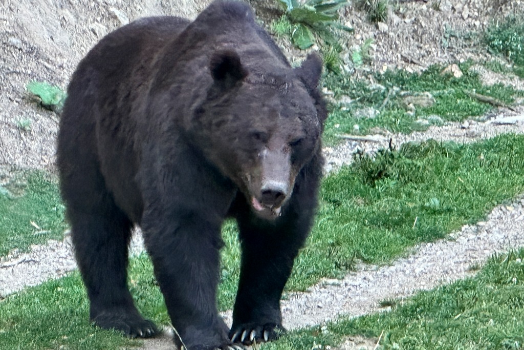 Bär im Bran Bären Conservation Center